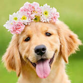 Golden retriever with a flower crown